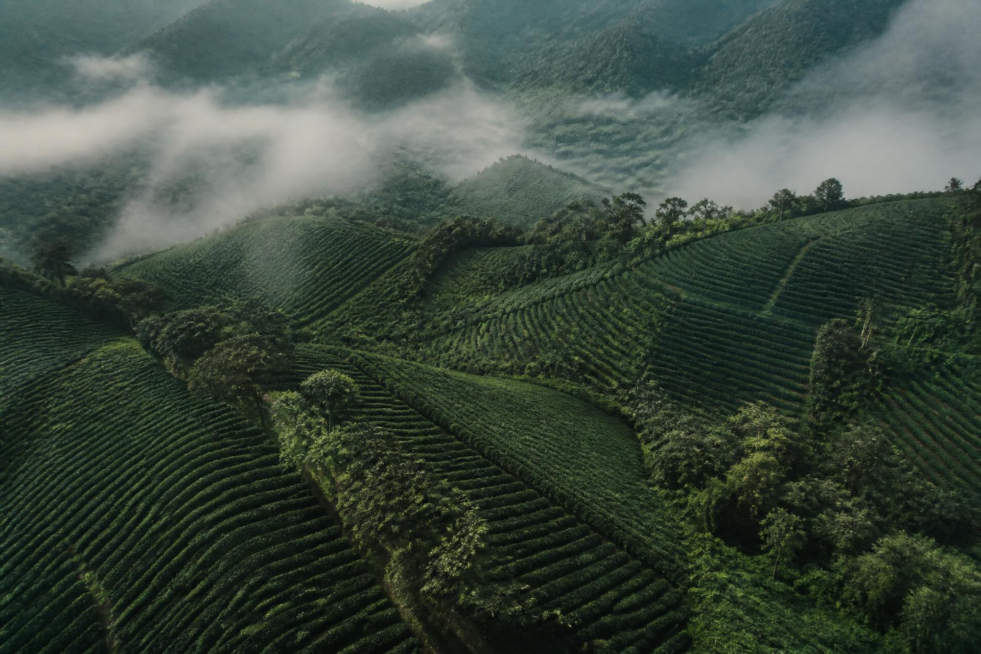 Aerial view of Colombian coffee farm terraces in morning mist